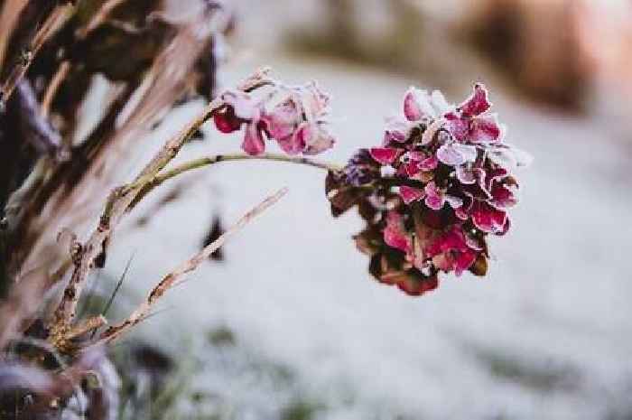 Gardeners must protect plants now or risk 'frost cracking' as temperatures drop