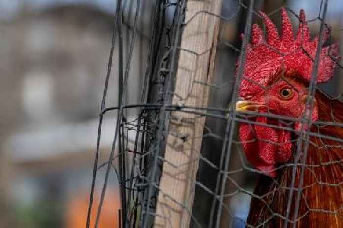 Warning as 'several cases of bird flu' pass through practice