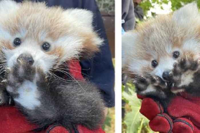 Baby red panda dies due to 'firework stress' at Edinburgh Zoo as charity calls for ban