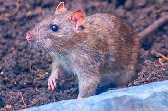 Rats will leave your garden for good if you grow three plants they hate