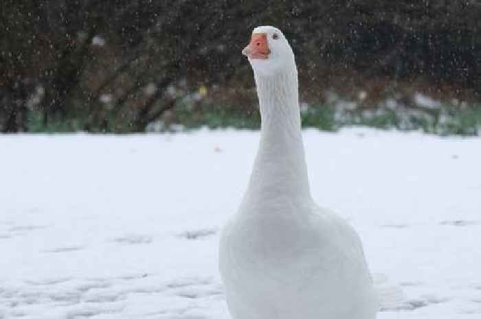 Met Office says 'widespread snow' on low ground possible in Wales