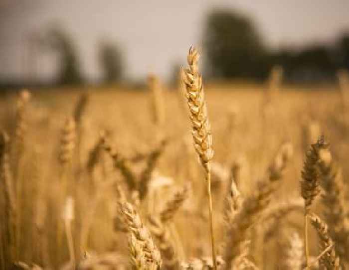 US wheat prices fall to two-month low amidst strong dollar and wet weather