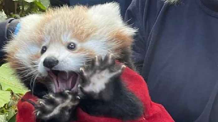 Scared to death! Baby red panda dies in Scotland after nearby fireworks set off