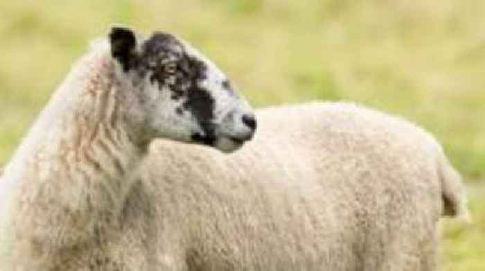 Dog owners charged after attacks on sheep