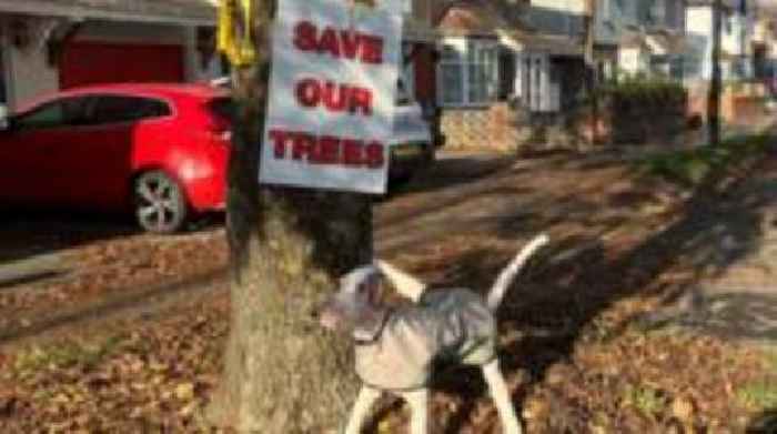 Record bid to save trees being axed for cycleway