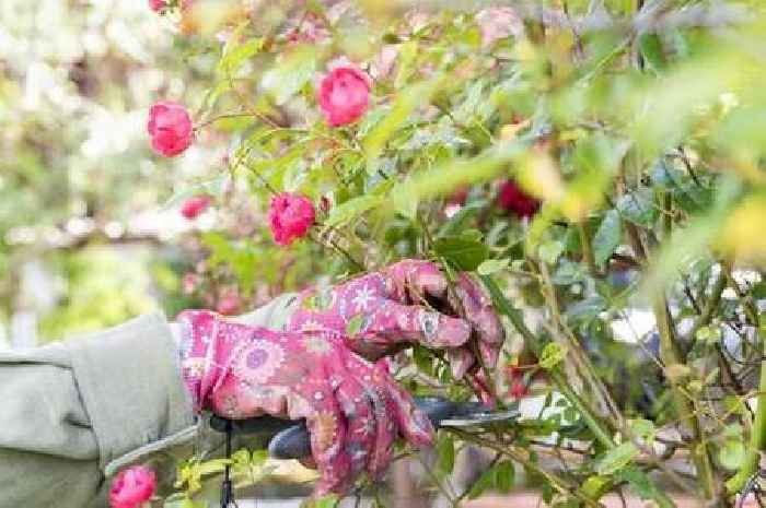 Gardening urged to 'prepare your roses' with 4 tasks now before winter hits