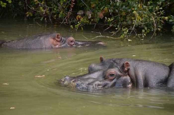 Longleat reveals huge plans to bring Hippos back