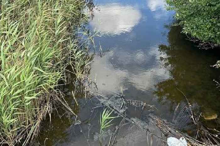 Anglian Water pipe fault caused hundreds of fish to die in Essex lake