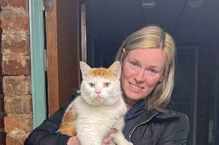 Cat missing from Lanarkshire home found 300 miles away in Coventry weeks later