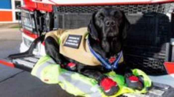 Award-winning fire dog dies after 11-year service