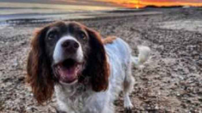 Search dog Millie retires after 10 years of service