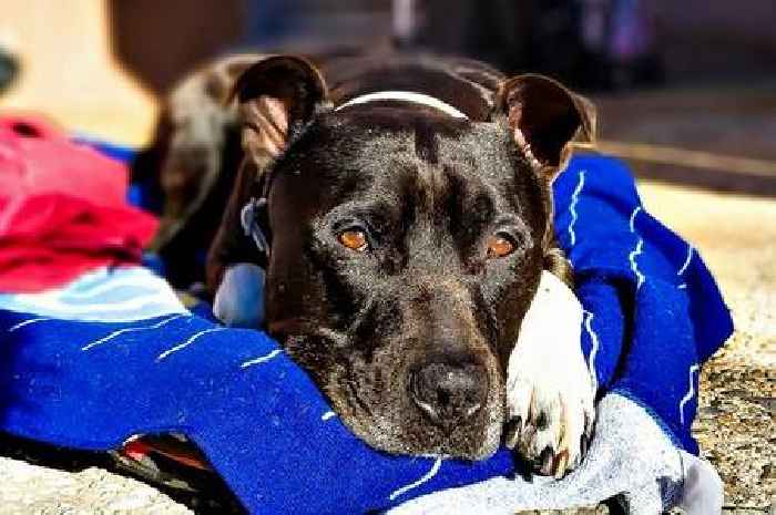 Dad refuses to take back XL bully after time in police kennels after it was seized