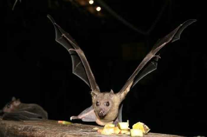 Longleat’s bat cave to reopen after being closed for years