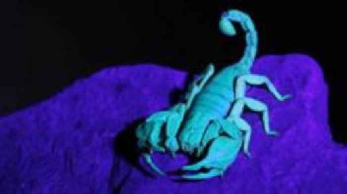 Dockyard searching for 'chief scorpion wrangler'