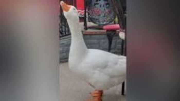 'No justice' for beloved harbour goose one year on