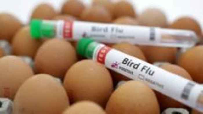 Outbreak of bird flu strain H5N1 on Cornish farm