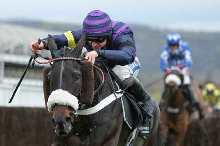 Fans at Cheltenham shocked as horse dies seconds after winning race