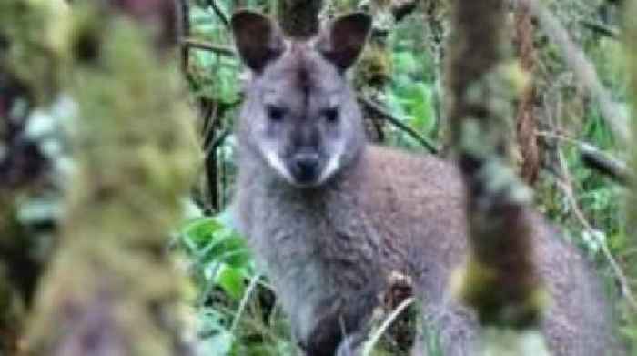 Manx marshlands 'almost perfect wallaby habitat'