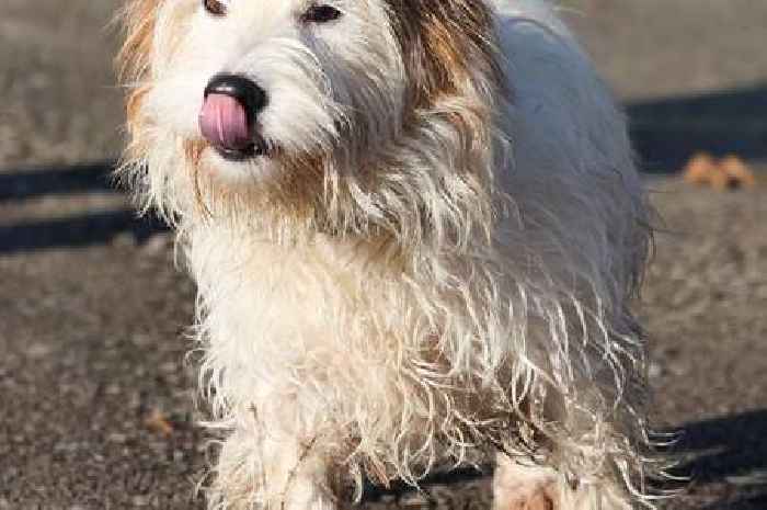 Can you help? Meet seven lovely dogs at Animal Lifeline who'd love a new home