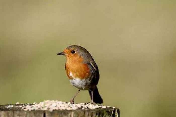 Gardeners issued Christmas warning over common task that could impact festive robins