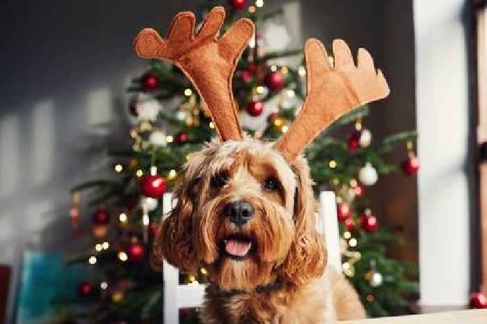 Pet owners warned over five popular Christmas scents that are toxic to dogs