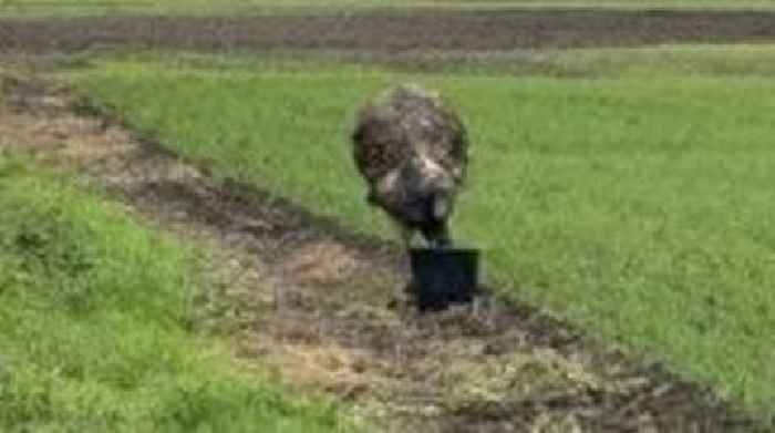 Emu rescue efforts 'scuppered' by people 'in 4x4s'