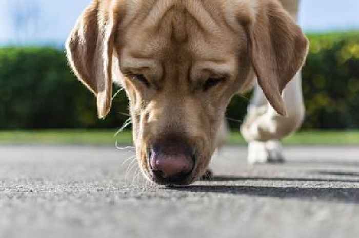 Dog owners warned over spilled liquid that could kill dogs this week