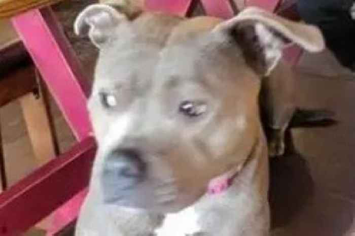 Staffordshire bull terrier stolen from owner in Bristol as search is launched