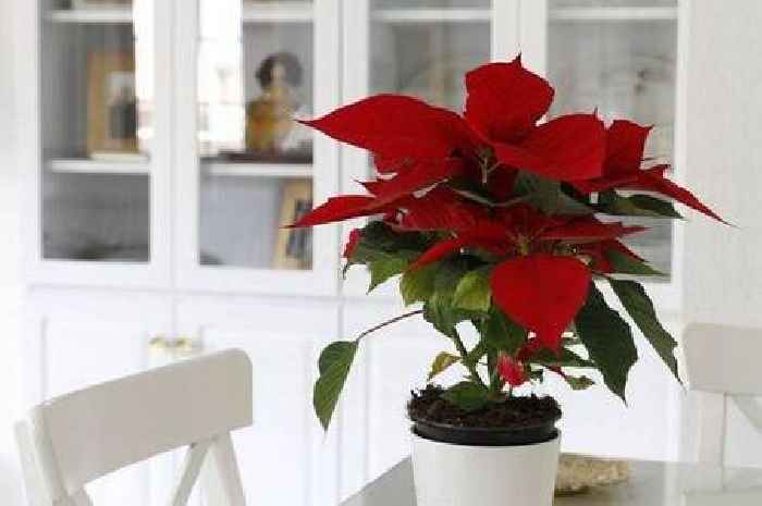 Florist shares how to make flowers last over Christmas with simple tip