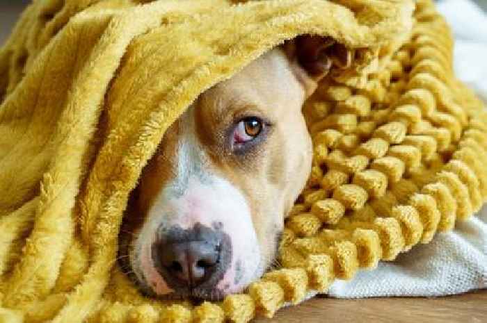 Urgent signs your pet is too cold include pale gums and drowsiness