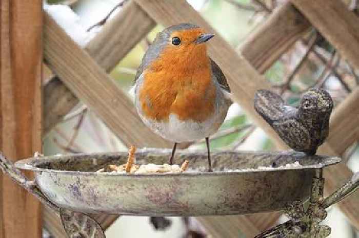 How to turn your garden into a robin-friendly haven this winter