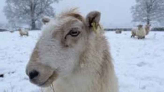 Snow blankets parts of Wales in 'taste of winter'