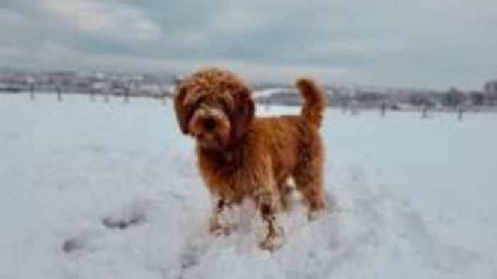 Snow turns parts of Wales into 'winter wonderland'