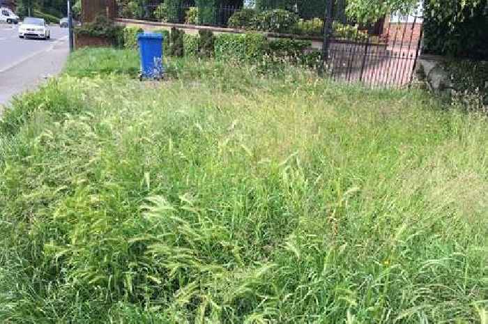 Council received hundreds of complaints about state of grass in Derby