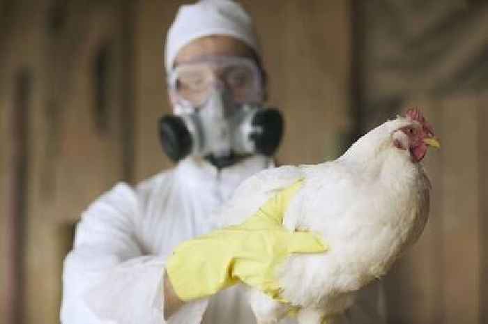 Bird flu warning as teen becomes first human to contract virus - symptoms to watch for