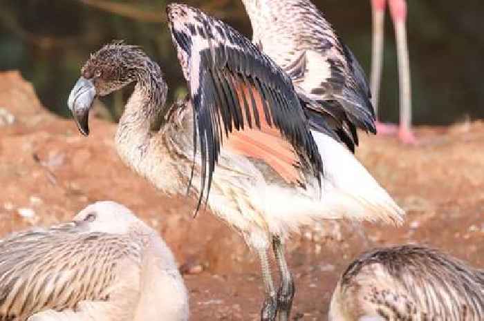 Baby flamingo escapes from Paignton Zoo as urgent search is launched