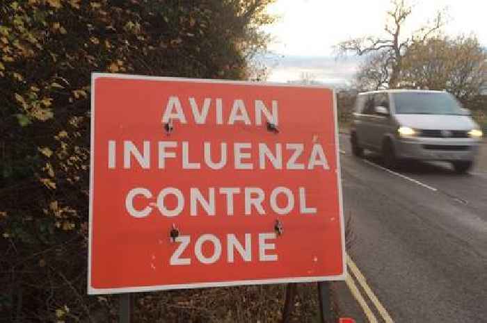 Outbreak of bird flu in Cornwall as disease control zones put in place