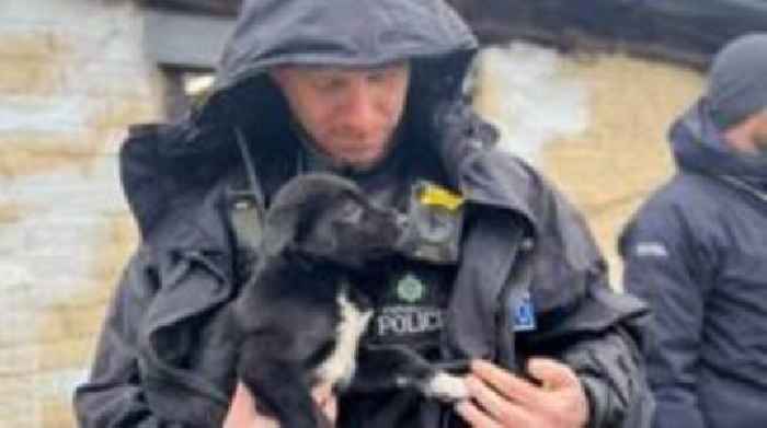 Police seize 50 cats, dogs and tortoises