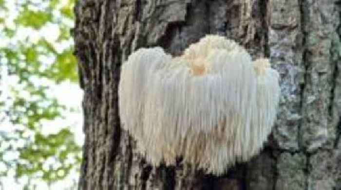 Rare fungus found at Canterbury nature reserve