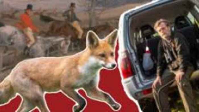 How I obstruct trail fox hunting as a saboteur