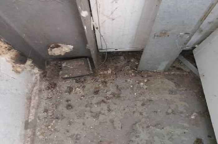 Barking shop ordered to pay £16k fine after mice droppings found on food