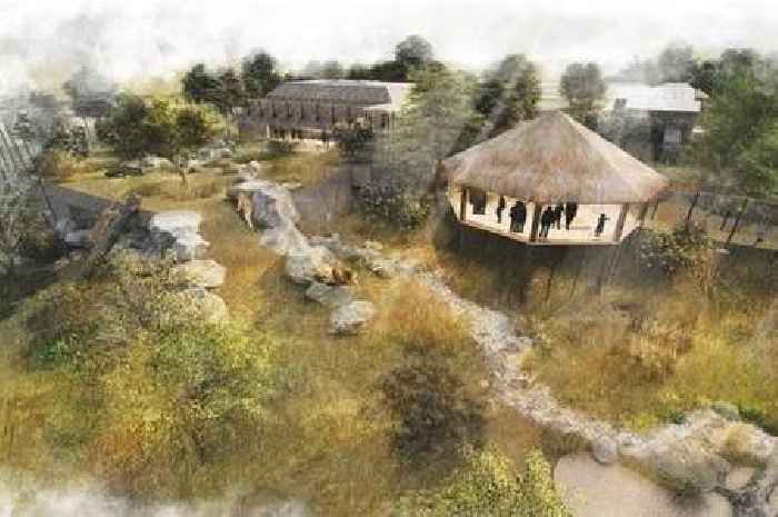 Colchester Zoo unveils plans for new lion enclosure as part of long-term masterplan for the future