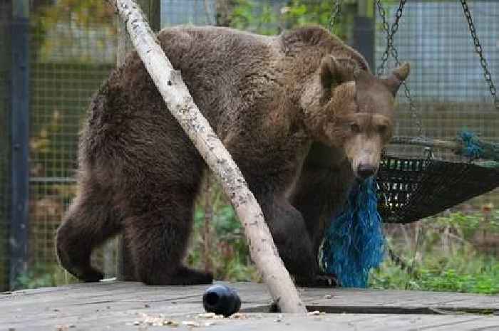 Kent zoo ‘in awe’ of Boki the brown bear’s progress after pioneering brain surgery