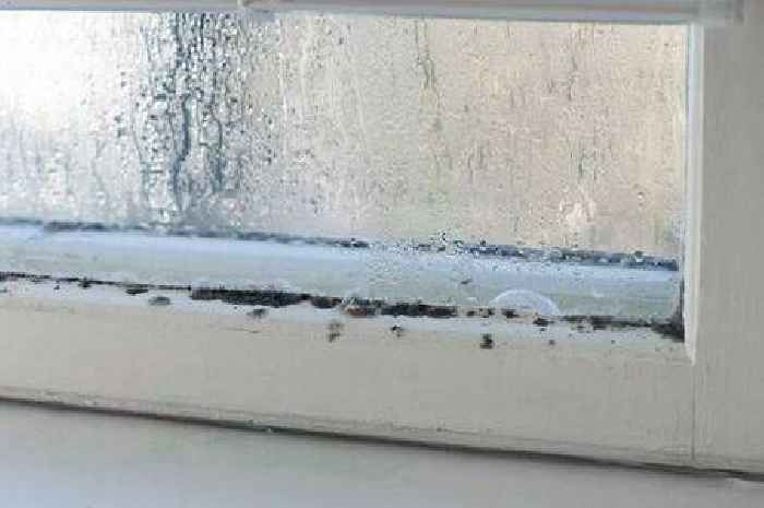 Two cheap kitchen items could 'clear away for good' condensation and mould on windows