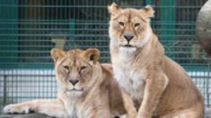 Zoo says Ukraine lionesses getting 'second chance'