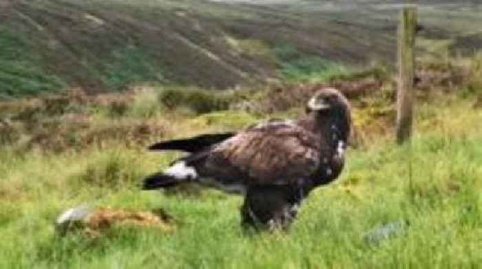 Golden eagle project plans England expansion