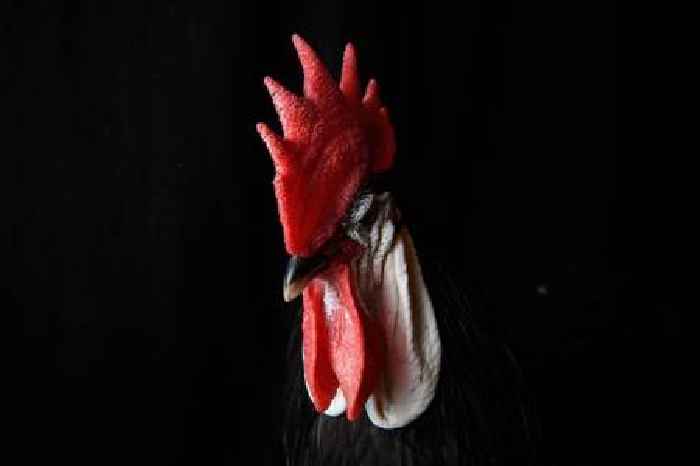 Man fined over noisy cockerel. But what counts as a ‘nuisance pet’?