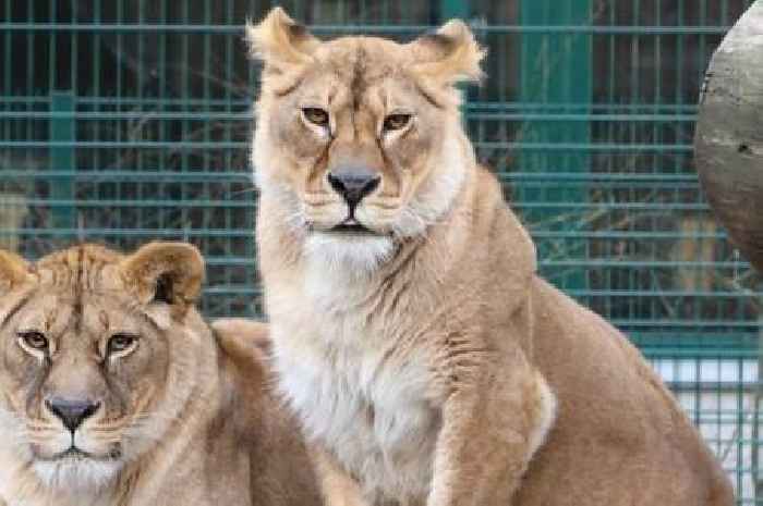 Lionesses arrive at Scottish zoo from Ukraine conflict zone