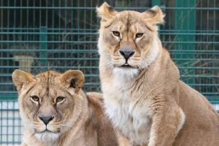 Lionesses arrive at West Lothian zoo from war-torn Ukraine