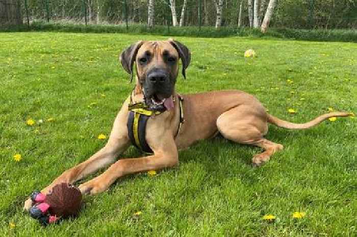 Playful pooch who weighs same as baby hippo looking for big hearted family